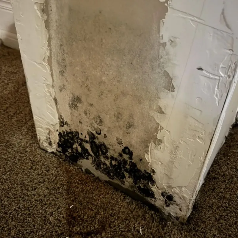 Professional Mold Removal in Merced County, CA
